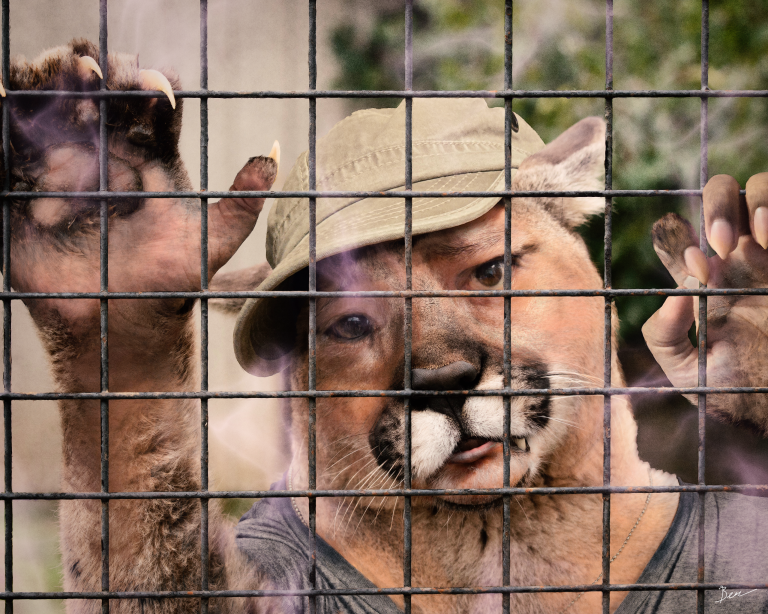 Photomanipulation of a man becoming a feral mountain lion -- right on the cusp of slipping to an entirely feral mind.